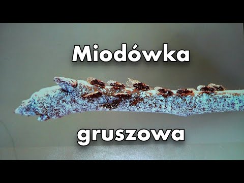 Miodówka gruszowa groźny szkodnik, którego należy już zwalczać! Co wybrać, olej czy glinkę? IPSAD