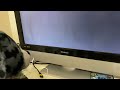 Batman Bear Watches The THX Moo Can Logo
