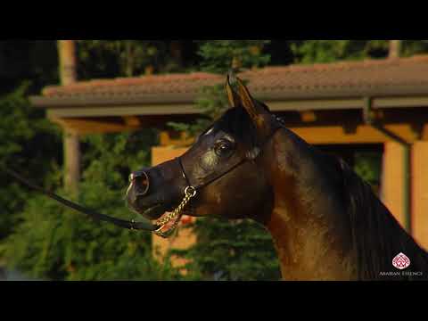 N.58 AG NOBEL DAVIDE - Milan 2020 Arabian Horse Show - Stallions 7 to 9 Years Old (Class 11)