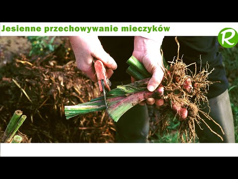 Jesienne przechowywanie mieczyków: wykopywanie i przechowywanie cebul