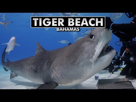 Tiger Beach - diving with tiger sharks in the Bahamas [4k]