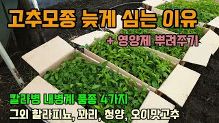 고추모종심는시기 고추모종 늦게 심는 이유 영양제 주는법 칼라병 내병계품종 4가지와 할라피뇨고추(멕시코고추) …