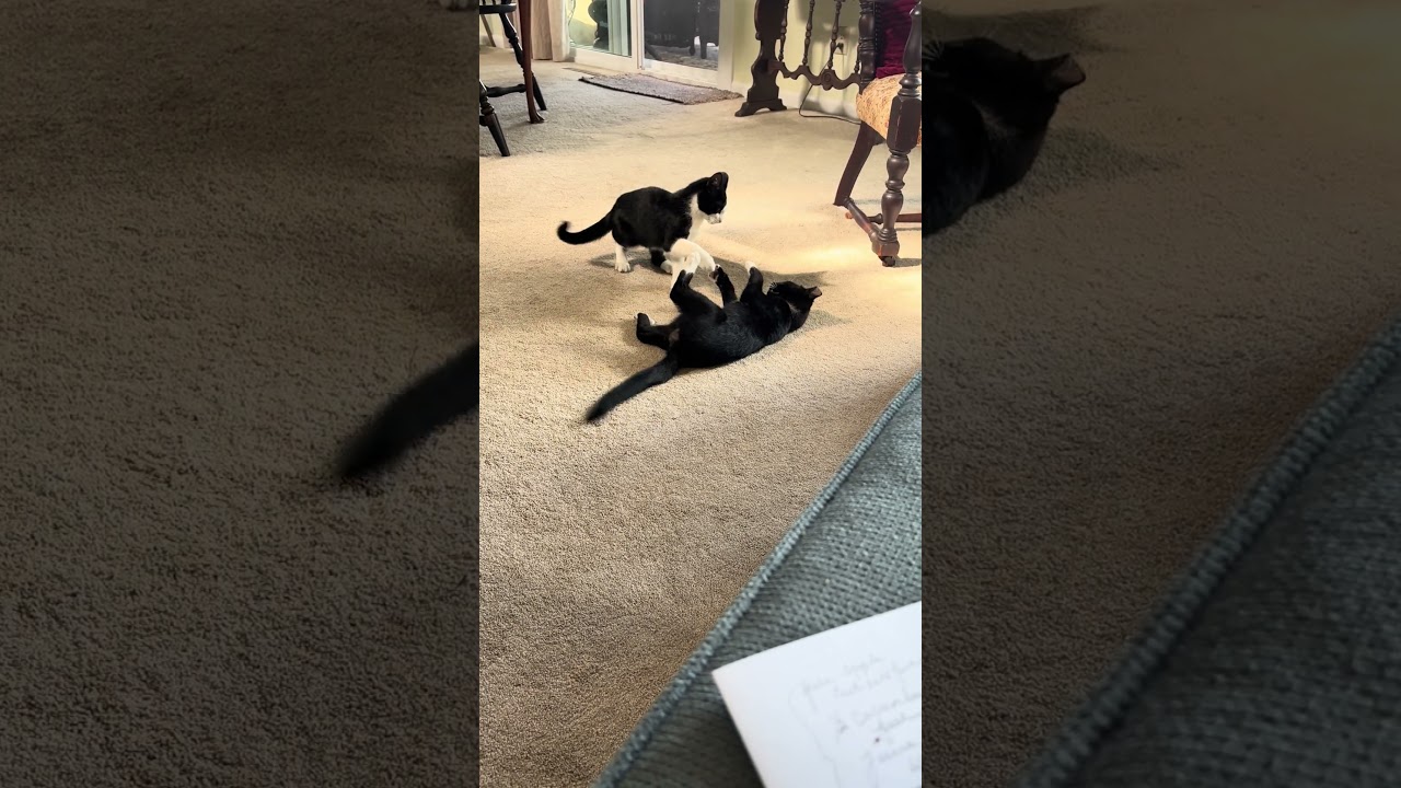 Enlarge Garth, a Adoptable Domestic Short Hair in Beaufort, SC video 6/6