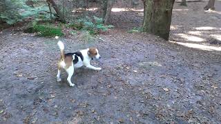 preview picture of video 'Beagle goes bananas! Very funny :)  Hill climb fun!'