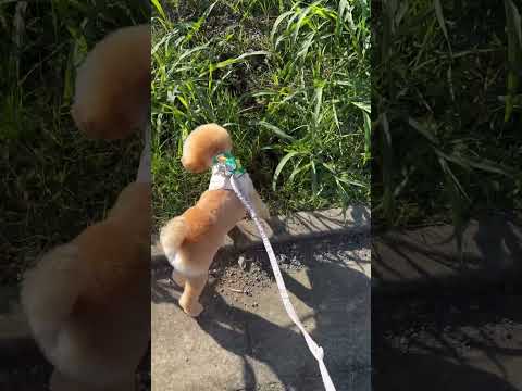経営学科 おパンツカットにしたトイプードル15ヶ月　 #toypoodle　#トイプードル  #おパンツカット