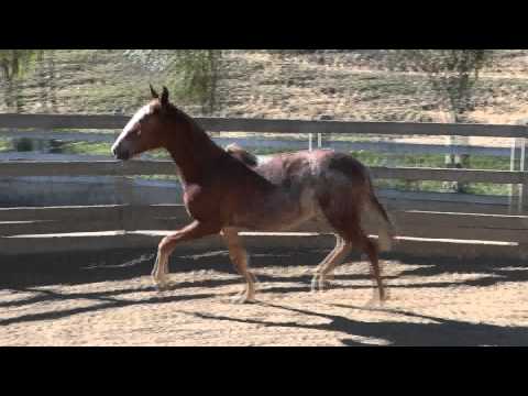 Carina Mar do Sul (Ximango do Círculo D x Odara da Morada Nova)