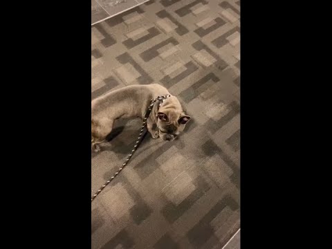 شاهد ردة فعل هذا الكلب المضحكة !!!!