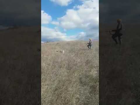 Bıldırıcın Av Videoları 6 Bıldırıcın Av Videoları 6