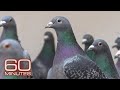 The Pigeon Mafia How High Priced Pigeons Became An Organized Crime Target 60 Minutes