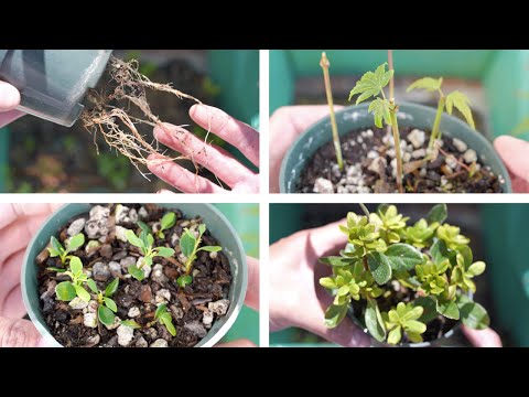 Cuttings Updates - Japanese Maple, Azalea, Pomegranate, Pyracantha & More! [August-October, 2020]