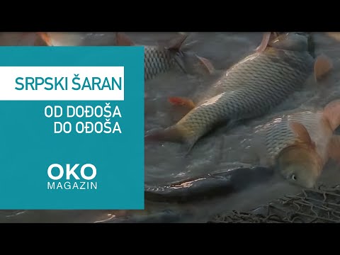Oko magazin: Srpski šaran od dođoša do ođoša