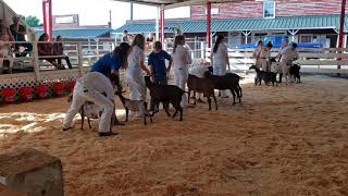 How to Compete in Showmanship with Your Dairy Goat