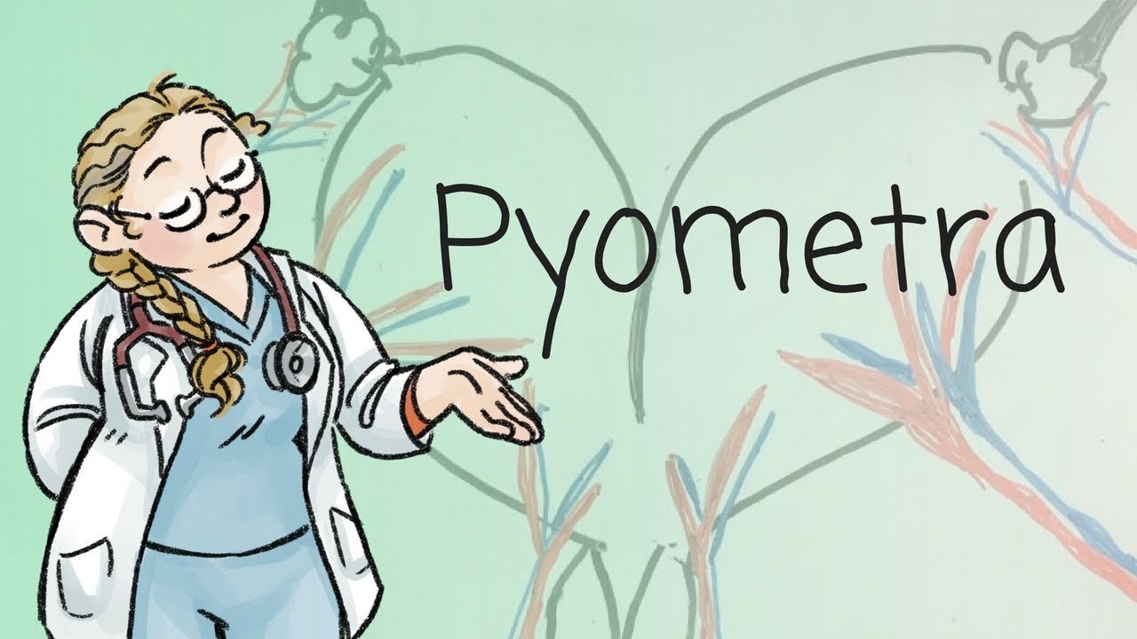 Pyometra explained (no surgery pictures!) - YouTube