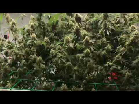 Week 7 Medical Cannabis Grow Where’s My Bike, Durban Poison, Burnie Sanders, Afghan Landrace Video