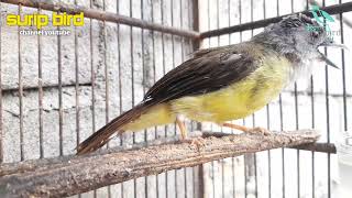 Download lagu Masteran Suara Burung Kapasan kunyit atau empuloh irang Gacor mp3 Download lagu Masteran Suara Burung Kapasan kunyit atau empuloh irang Gacor mp3