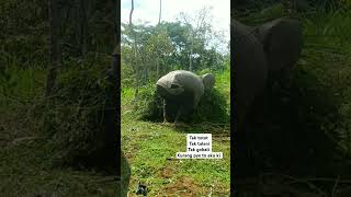 Download lagu kurang Pye to aku ki #story #perkebunan #ngaret #wong_ndeso #wongdewek #viralvideo #jaketpernagritan mp3 Download lagu kurang Pye to aku ki #story #perkebunan #ngaret #wong_ndeso #wongdewek #viralvideo #jaketpernagritan mp3