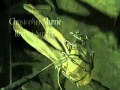 Coraline - Opening Song - Mechanical Lullaby ...