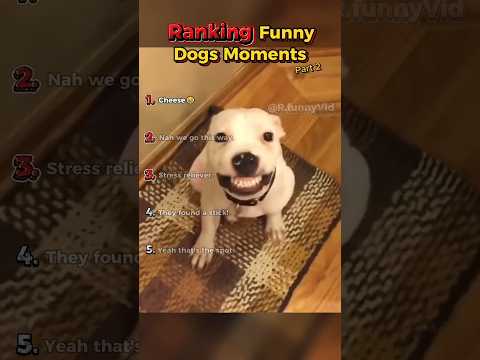 Classement des moments drôles de chiens | partie 2