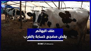 علف البهائم يقض مضجع كسابة هاربين من الفيضانات بالهماسيس thumbnail