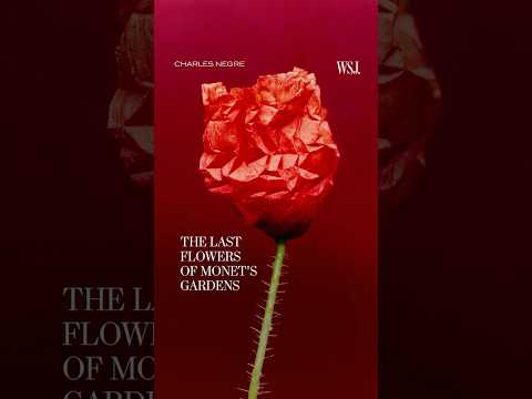 The Last Flowers of Claude Monet's Gardens