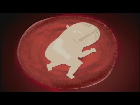 Cantamonitos - Esperando nacer