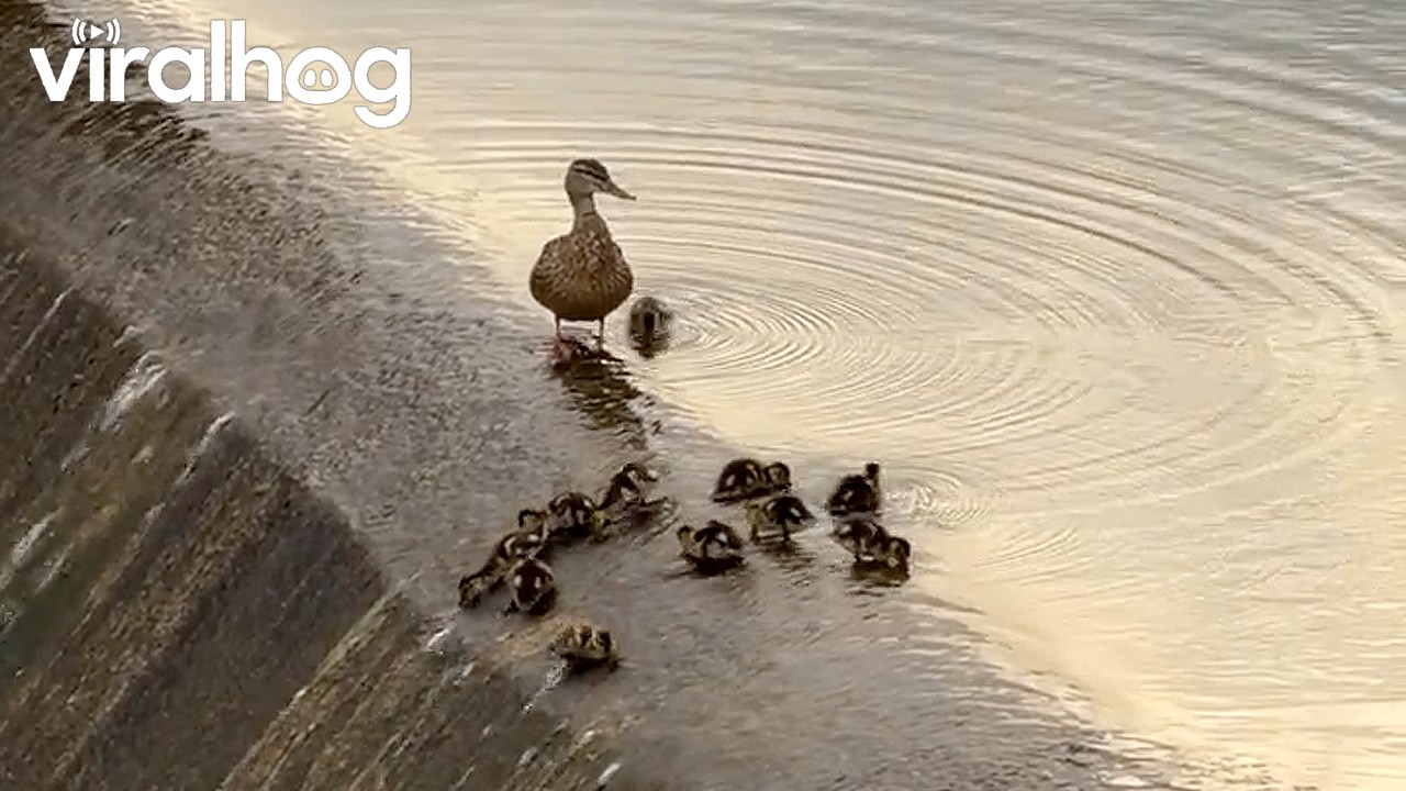 Ducklings Play On Waterslide || ViralHog