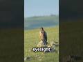 The Power Of Eagles 5 Key Lessons For Success L EagleLessons Motivation SelfGrowth Inspiration