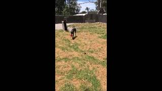 Floata Ball is a hit