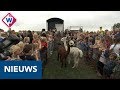 Alpaca's Lodewijk en Josephine trouwen op boerderij - OMROEP WEST