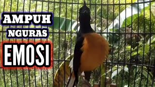 Download lagu NGURAS EMOSI | Murai Borneo Super GACOR bikin Lawan NGAMUK Seketika mp3 Download lagu NGURAS EMOSI | Murai Borneo Super GACOR bikin Lawan NGAMUK Seketika mp3