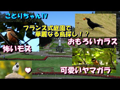 庭の鳥の名前を写真で認識する方法 ムクドリを識別する