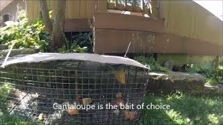 Trapping Groundhog with Bait : Best Groundhog Bait