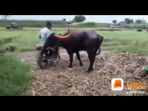 Lucu di kejar kerbau