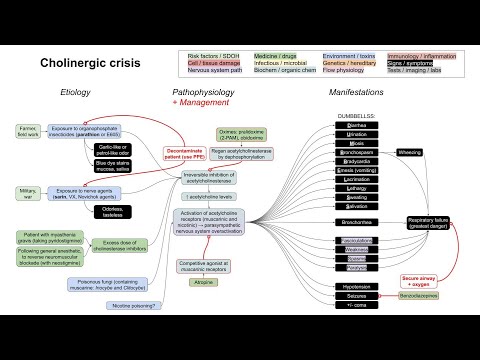 Cholinergic crisis, organophosphate poisoning (mechanism of disease)