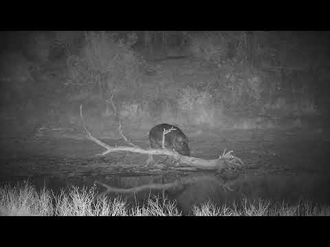 Djuma: Hippo returns to the dam - 05:16 - 08/04/21
