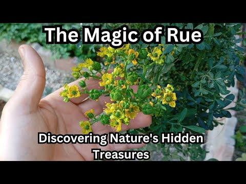 The Magic of Rue: Discovering Nature's Hidden Treasures ????#rueplant #herbs #herbgarden #plants #herb