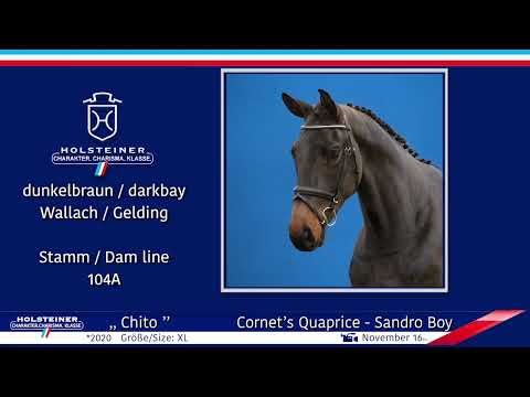 4. Holsteiner Winter-Chance 2022 | Nr. 108 v. Cornets Quaprice - Sandro Boy