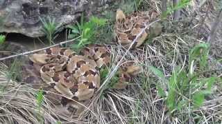 Field Herping the Midwest: Episode 2 - Wisconsin Timber Rattlesnake (Crotalus horridus)