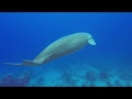 2018 Egypt - Diving with a Dugong & Dolphins