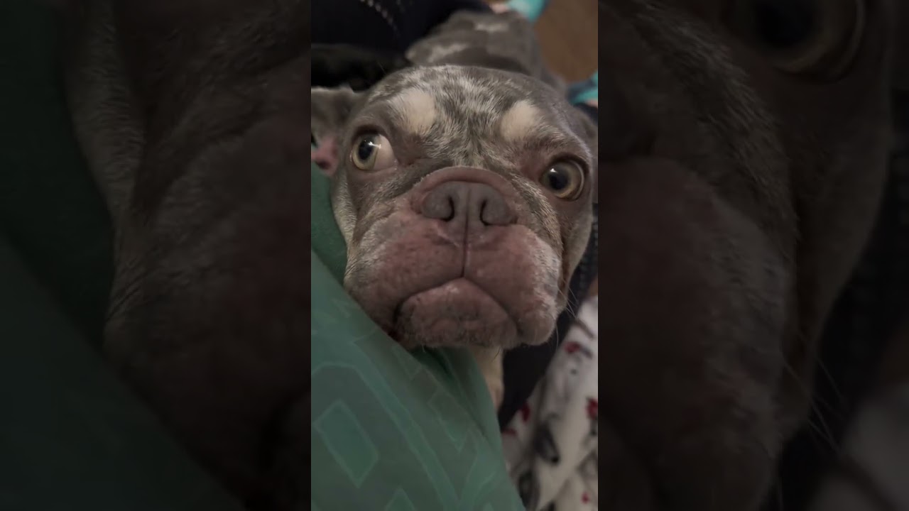 Mia, a Adoptable French Bulldog in Citrus Heights, CA video 2/6
