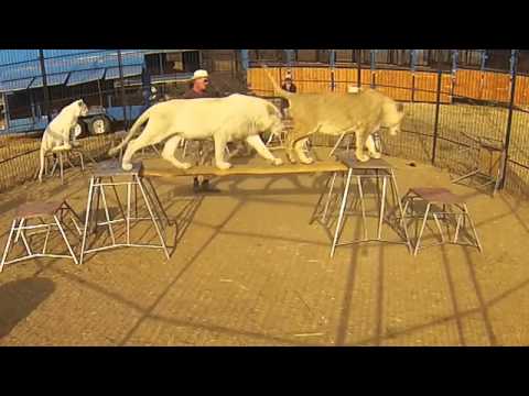 white lions 18/9/14