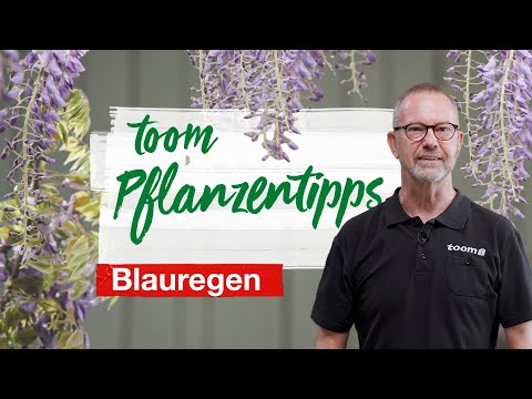 toom plant tips – Wisteria | toom hardware store