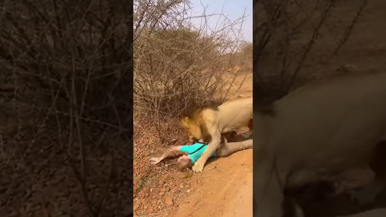 Donot cross the red area! 😱 #lion