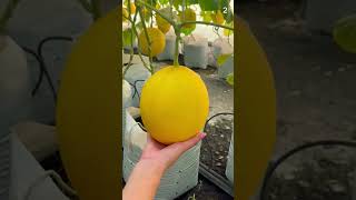 Download lagu Panen buah melon di kebun dengan hasil yang sangat memuaskan #shorts mp3 Download lagu Panen buah melon di kebun dengan hasil yang sangat memuaskan #shorts mp3