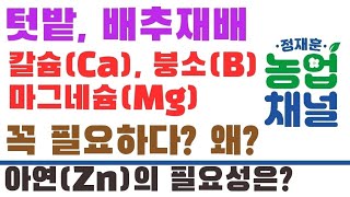 배추농사에 칼슘(Ca), 붕소(B), 마그네슘(Mg)이 왜 필요한가요?/ 추가로 아연(Zn)은 왜?