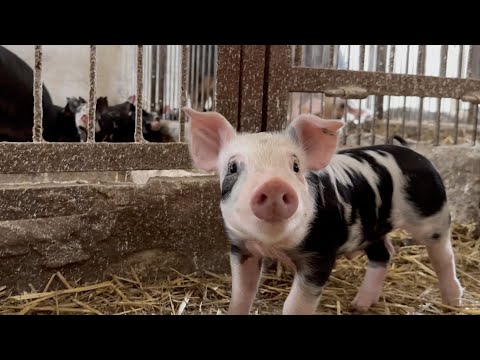 Świnie Puławskie u p. Andrzeja Kołtuna