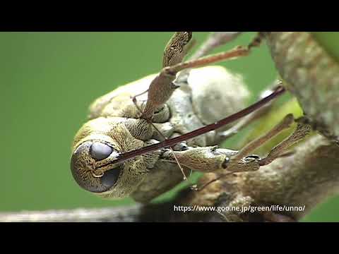 コナラシギゾウムシの産卵