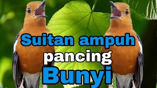 Download lagu Suitan Anis merah betina, pancingan agar bunyi mp3