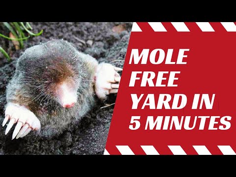 How Do You Get Rid Of Moles In Your Yard Naturally?? Proven Methods