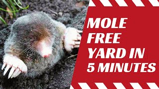 How Do You Get Rid Of Moles In Your Yard Naturally?? Proven Methods